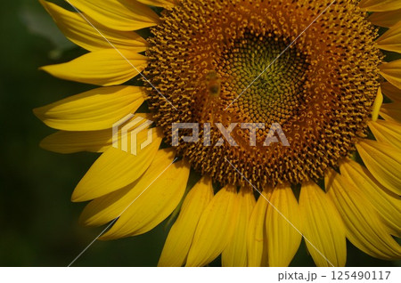 一輪のひまわりミツバチがホバーリング1 125490117