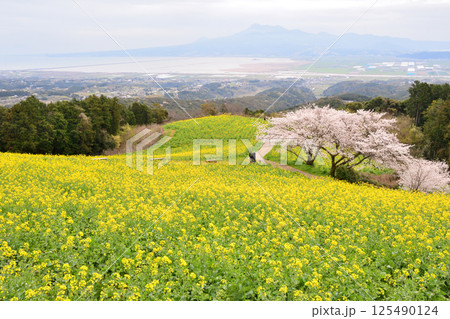 菜の花とサクラ 125490124
