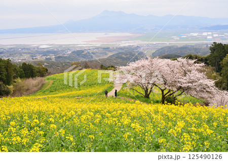 菜の花とサクラ 菜の花とサクラ 125490126
