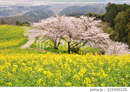 菜の花とサクラ 菜の花とサクラ 125490128
