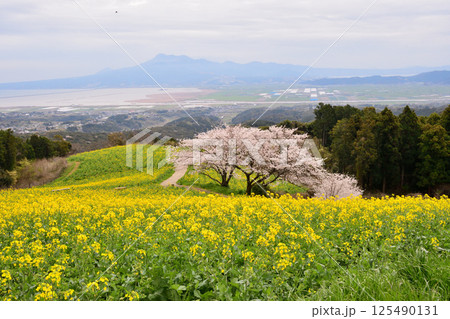 菜の花とサクラ 125490131