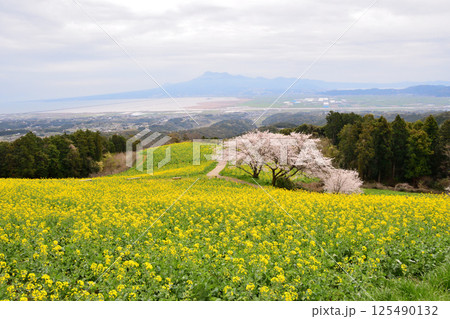 菜の花とサクラ 125490132