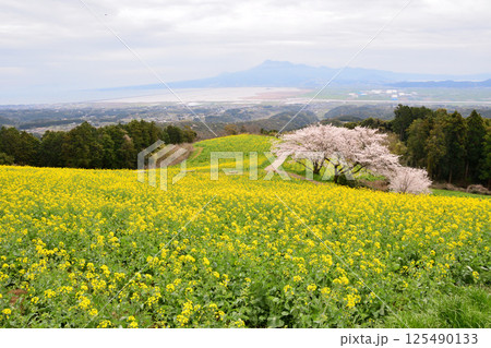 菜の花とサクラ 125490133