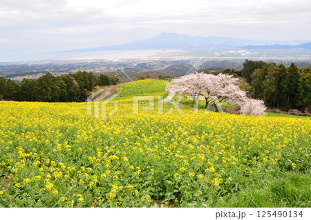 菜の花とサクラ 125490134