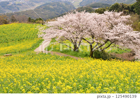 菜の花とサクラ 菜の花とサクラ 125490139