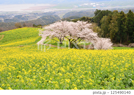 菜の花とサクラ 菜の花とサクラ 125490140