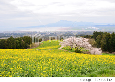 菜の花とサクラ 125490142