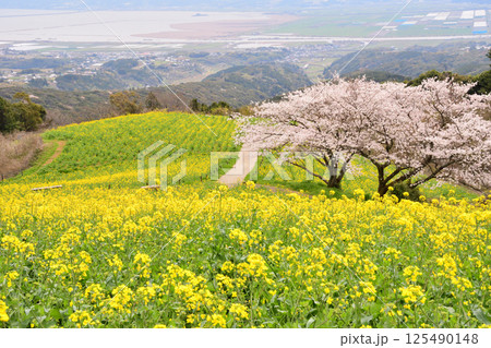 菜の花とサクラ 菜の花とサクラ 125490148