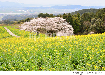 菜の花とサクラ 菜の花とサクラ 125490153