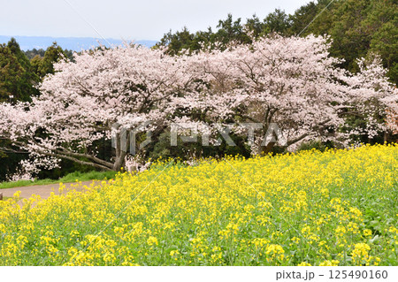 菜の花とサクラ 125490160