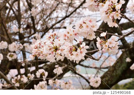 サクラ、桜 サクラ、桜 125490168
