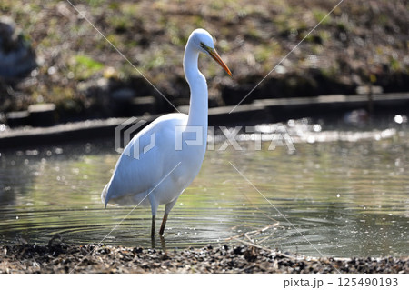 ダイサギ 125490193