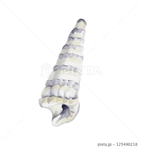 White conical shell. marine gastropod mollusk. sea snail. aquarium decor. marine decoration. souvenir from the sea. Watercolor illustration without background. hand drawing. High quality illustration 125490218