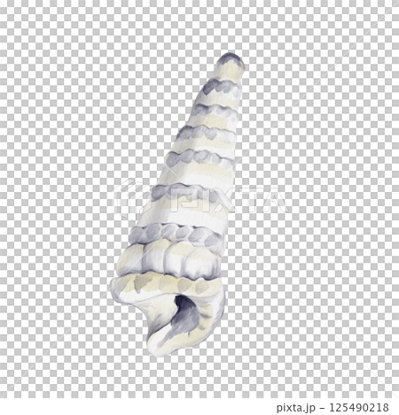 White conical shell. marine gastropod mollusk. sea snail. aquarium decor. marine decoration. souvenir from the sea. Watercolor illustration without background. hand drawing. High quality illustration 125490218