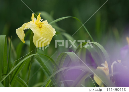 黄色い花菖蒲 125490458