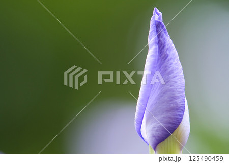 青い花菖蒲の蕾 125490459