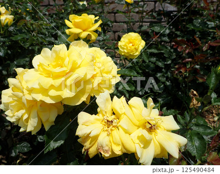 荒牧バラ園のバラ 125490484