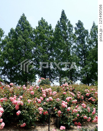 荒牧バラ園の風景 125490566