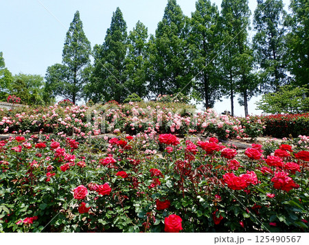荒牧バラ園の風景 荒牧バラ園の風景 125490567
