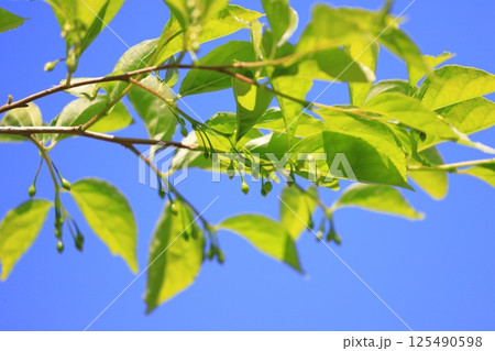 エゴノキの新緑とまだ小さい実 125490598