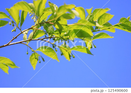 エゴノキの新緑とまだ小さい実 125490600