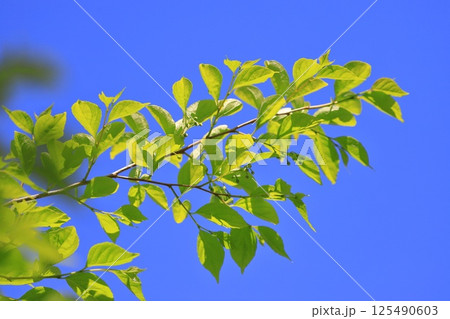 エゴノキの新緑とまだ小さい実 125490603