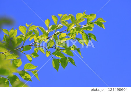 エゴノキの新緑とまだ小さい実 エゴノキの新緑とまだ小さい実 125490604