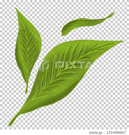 green leaves of palm tree isolated on gray background green leaves of palm tree isolated on gray background 125490667