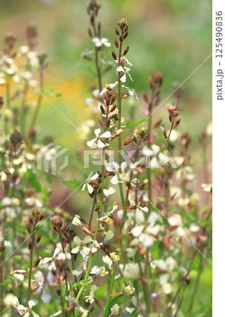 ルッコラの花 125490836