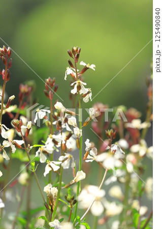 ルッコラの花 ルッコラの花 125490840