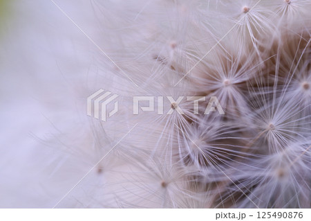 タンポポの綿毛 125490876