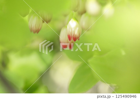 サラサドウダン 125490946