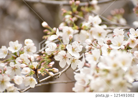 晴れやかに咲く伊豆吉野 125491002