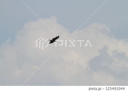 空を飛ぶトンビ 125491044