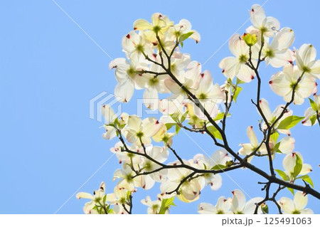 ハナミズキ 125491063