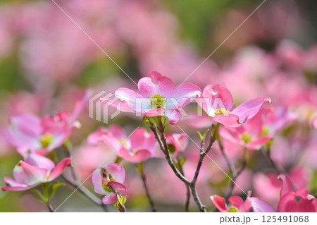 ハナミズキ ハナミズキ 125491068