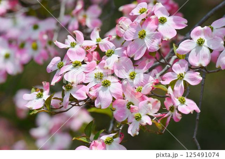 ハナミズキ ハナミズキ 125491074