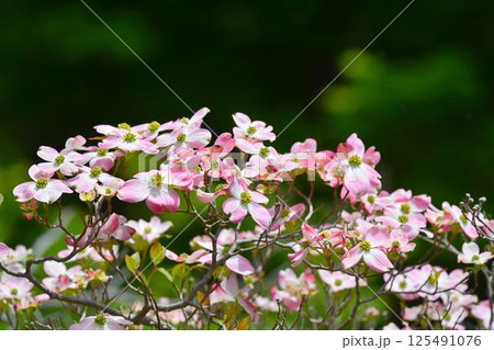 ハナミズキ ハナミズキ 125491076