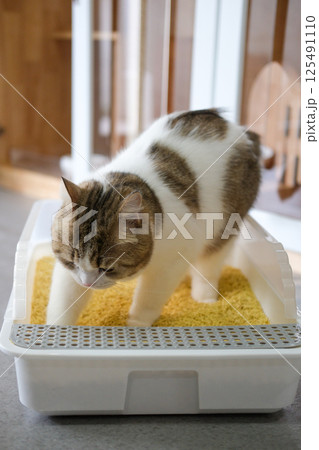 Brown tabby and white British Shorthair cat in cat litter box 125491110