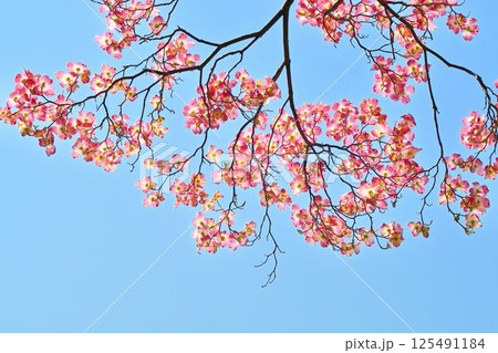 ハナミズキ ハナミズキ 125491184