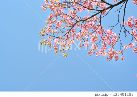 ハナミズキ 125491185