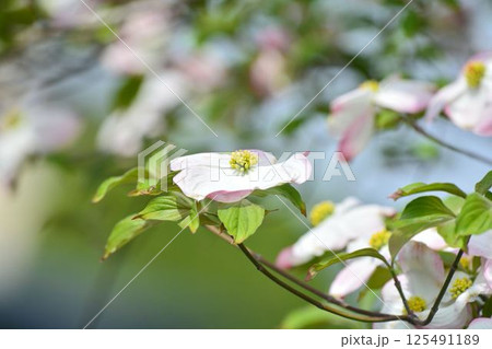 ハナミズキ ハナミズキ 125491189