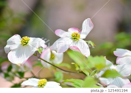 ハナミズキ ハナミズキ 125491194