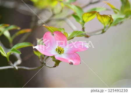 ハナミズキ 125491230