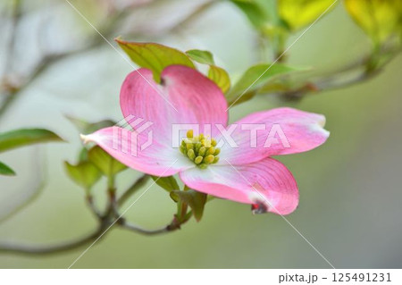 ハナミズキ ハナミズキ 125491231