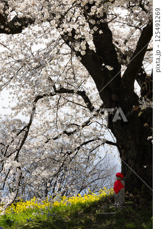 福島県二本松市人待ち地蔵桜 福島県二本松市人待ち地蔵桜 125491269