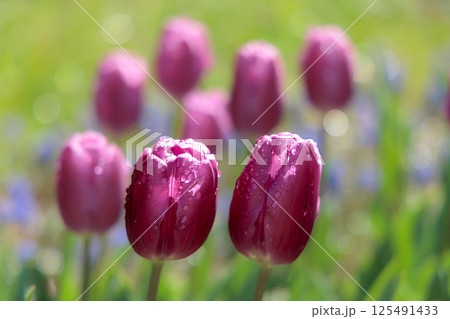 春の陽光を浴びて色とりどりに輝くチューリップ 春の陽光を浴びて色とりどりに輝くチューリップ 125491433