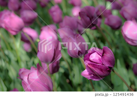 春の陽光を浴びて色とりどりに輝くチューリップ 125491436
