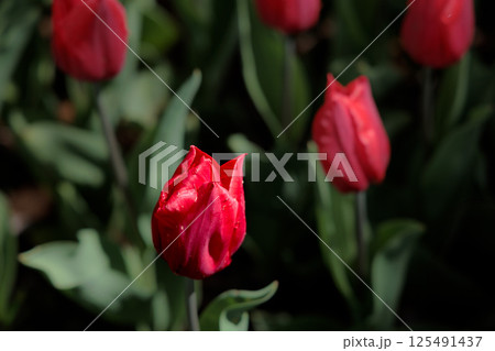 春の陽光を浴びて色とりどりに輝くチューリップ 125491437