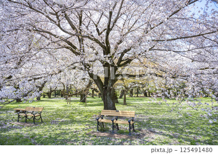 小金井公園染井吉野 小金井公園染井吉野 125491480